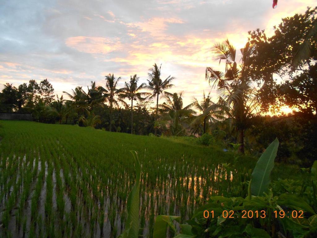 Villa Jasmine B&B Ubud (Bali) Room photo